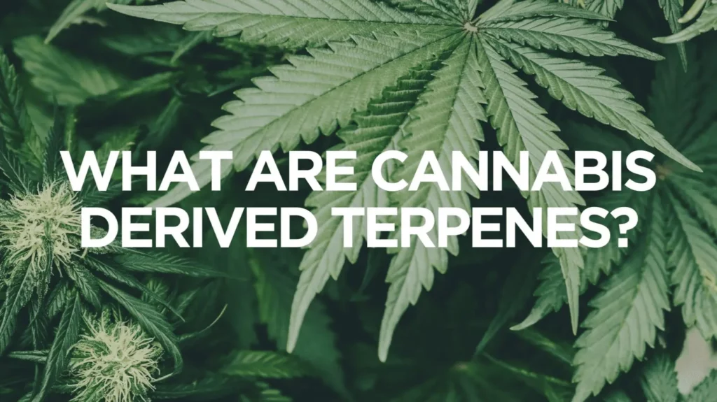 What are CDT, What Are Terpenes?