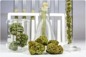 cannabis synthesis